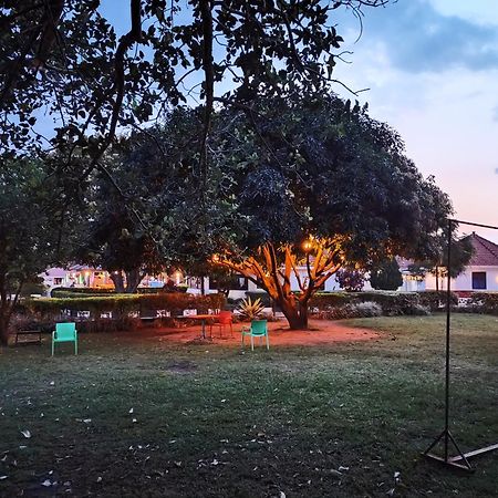 Northern Pearl Gulu Bagian luar foto